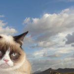 Grumpy Cat Sky