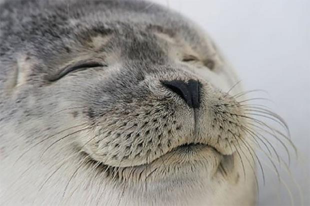 Satisfied Seal